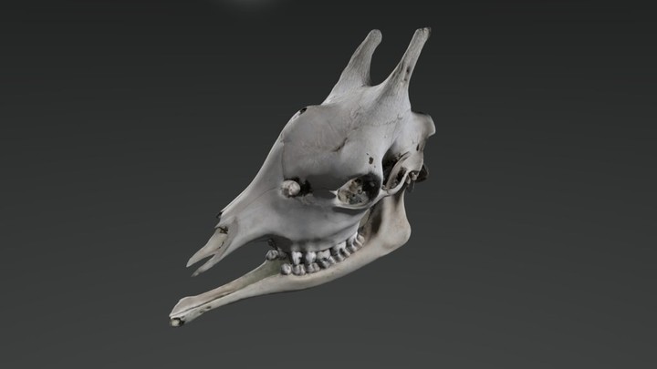 <em>Giraffe</em> Skull (version 1)